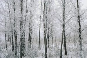 Forest in Winter