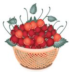 basket of fresh cherries