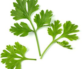 Cilantro represents the things we can control and what we can't. While genetics play a role in weight, this does not mean we have no control.