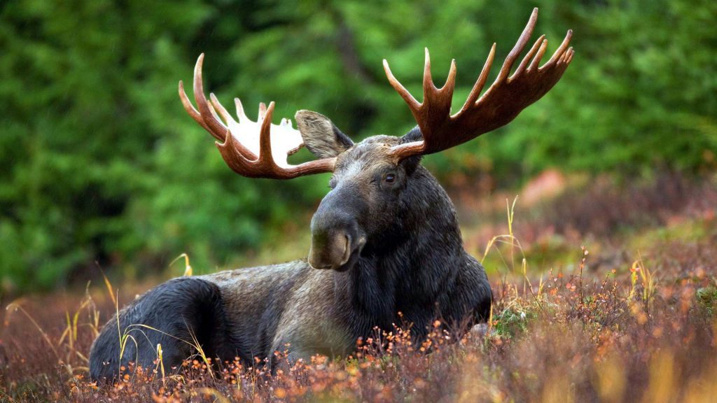 help us lose a moose as in 1000 pounds like this real moose