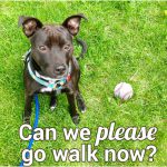 Can we please go walk now?