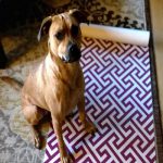 dog interrupting yoga