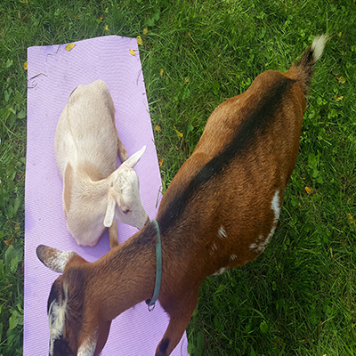 goats on yoga mat