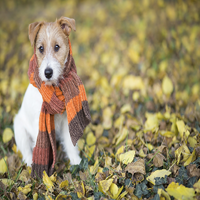 puppy wearing a scarf and sitting in fall leaves