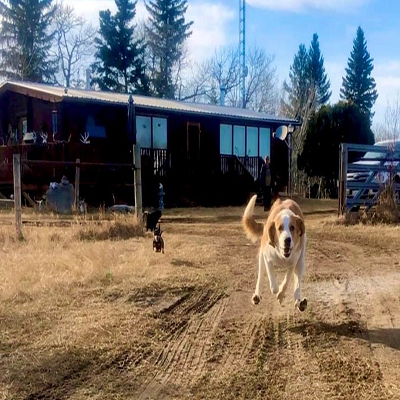 two dogs running out of an open gate