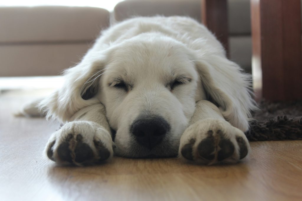 Image of a tired dog. The dog is laying down on the floor, resting, to represent types of fatigue.