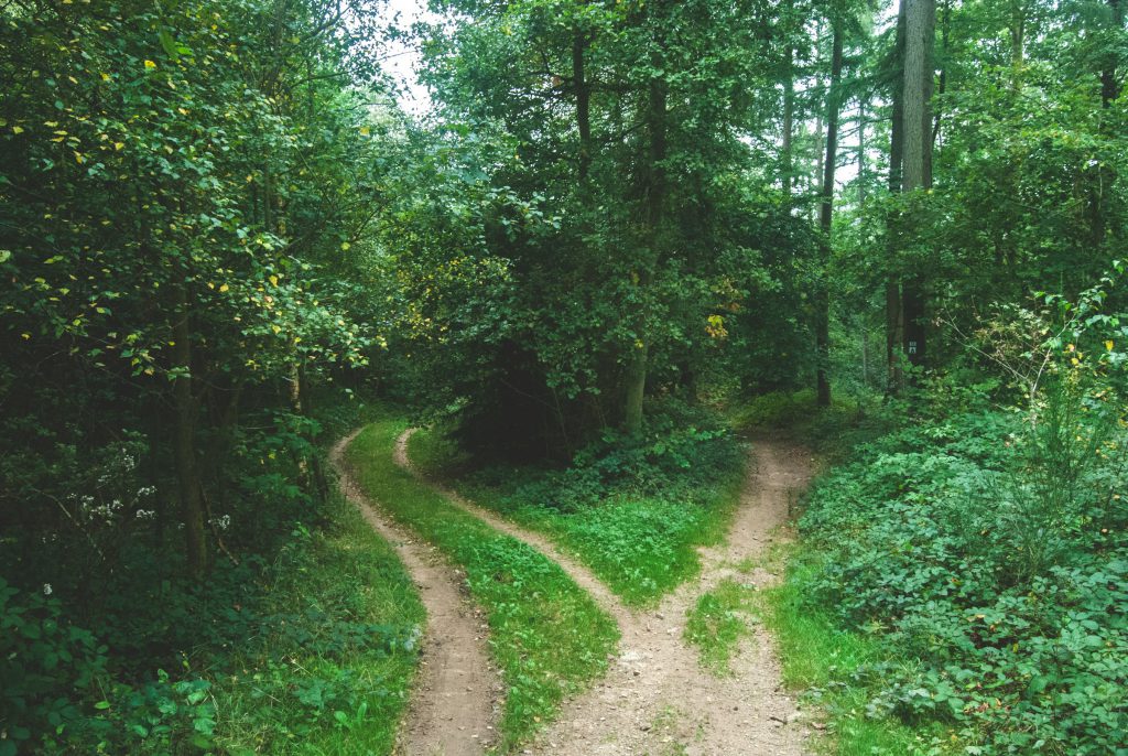 Mental pathways in the woods diverge.